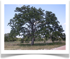 Quercus coccinea, Scarlet Oak, mature tree