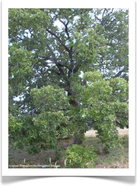Quercus stellata, Post oak