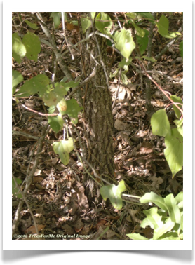 Quercus coccinea, Scarlet Oak, young bark