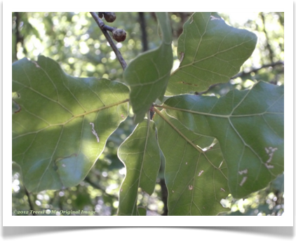 Quercus nigra, Water Oak leaf ribs