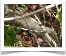 Persea borbonia, Redbay, branch bark