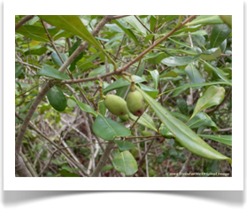 Persea borbonia, Redbay, fruiting