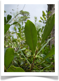 Persea borbonia, Redbay, leaf