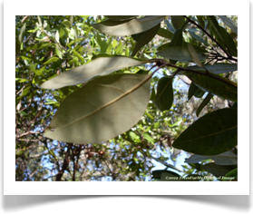 Persea borbonia, Redbay, leaf underside