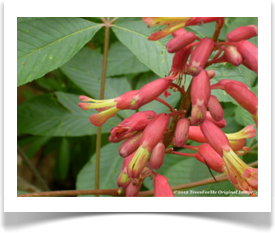 Aesculus pavia, Red Buckeye, beautiful flowers