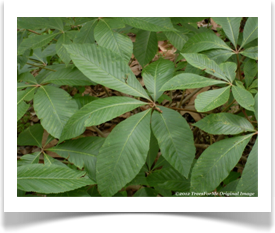 Aesculus pavia, Red Buckeye, mature leaves