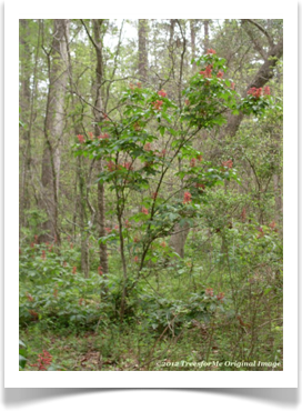 Aesculus pavia, Red Buckeye, small tree
