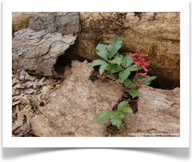 Aesculus pavia, Red Buckeye, sprouting from under the protection of a fallen tree 