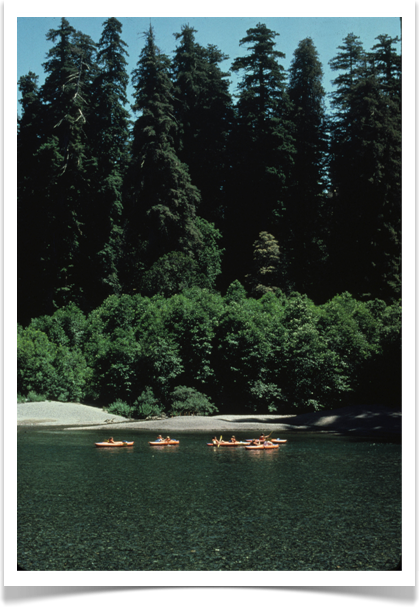 redwood sequoia sempervirens full height river