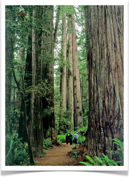 redwood sequoia sempervirens mature forest