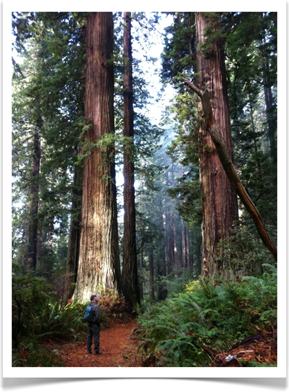 redwood sequoia sempervirens park ranger scale