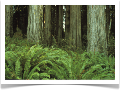 redwood sequoia sempervirens trunks and habitat