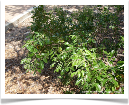Rhus virens, Evergreen Sumac foliage