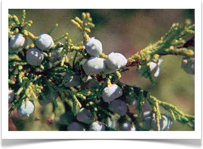 rocky mountain juniper foliage and berries close up
