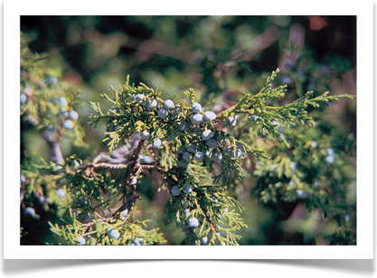 rocky mountain juniper foliage and berries