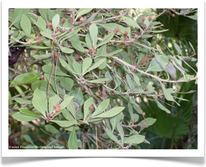 Rusty lyonia, Lyonia ferruginea, foliage 
