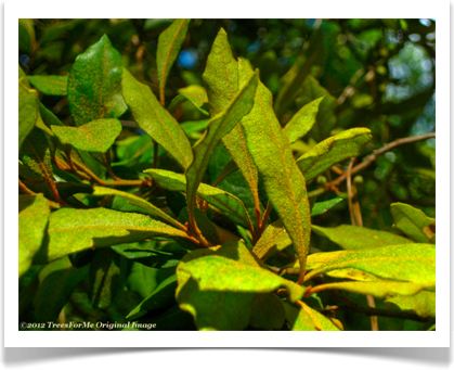 Rusty lyonia, Lyonia ferruginea, leaves with rust like powder