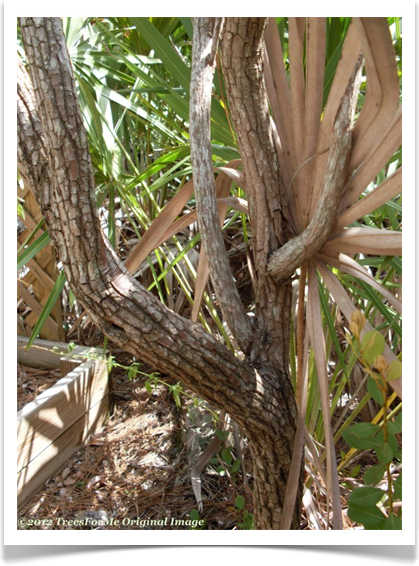 Rusty lyonia, Lyonia ferruginea, bark