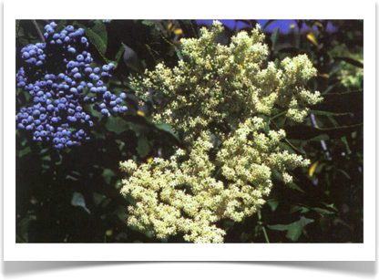 sambucus_nigra_cerulea_blue_elderberry_flowers_berries_pdb