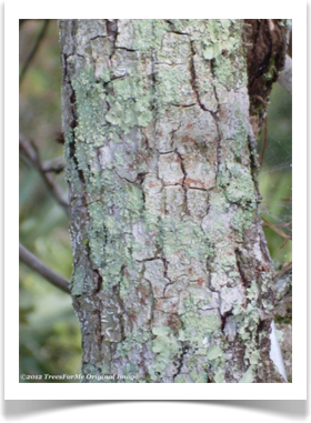 Quercus geminata, Sand Live Oak, bark