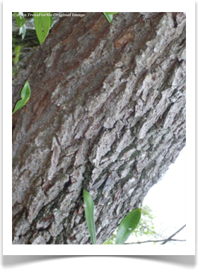 Quercus geminata, Sand Live Oak, mature bark