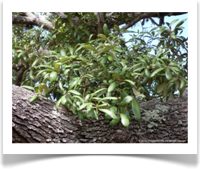Sand Live Oak, Quercus geminata, foliage