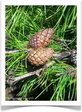 Female pine cones waiting for the day they will open