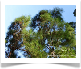 Canopy of mature Pinus clausa