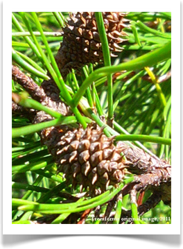 New female cones in the early stages of development