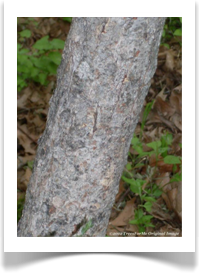 Sapindus saponaria var. drummondii, Western Soapberry, trunk bark
