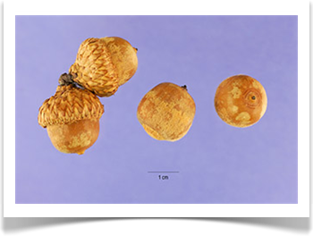 scarlet oak quercus coccinea seeds