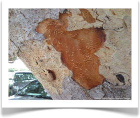 Seagrape, Coccoloba uvifera, inner bark