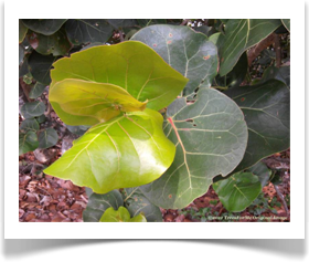 Seagrape, Coccoloba uvifera, leaves