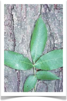 shagbark hickory carya ovata bark and leaves