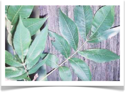 Shellbark hickory, Carya laciniosa, bark and leaves