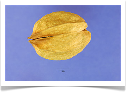 shellbark hickory nut
