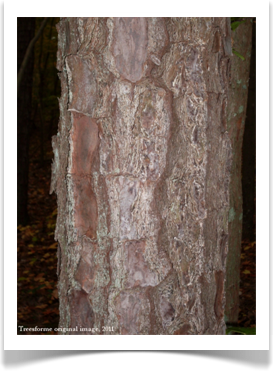 Shortleaf Pine, Pinus echinata, bark example