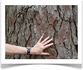 Shortleaf Pine, Pinus echinata, mature bark
