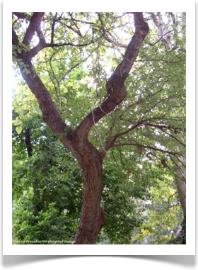 Sideroxylon lanuginosum ssp. oblongifolium, Chittamwood, branches