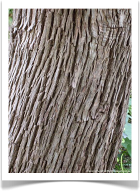 Sideroxylon lanuginosum ssp. oblongifolium, Chittamwood, bark