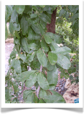Sideroxylon lanuginosum ssp. oblongifolium, Chittamwood, foliage