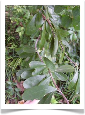 Sideroxylon lanuginosum ssp. oblongifolium, Chittamwood, leaves