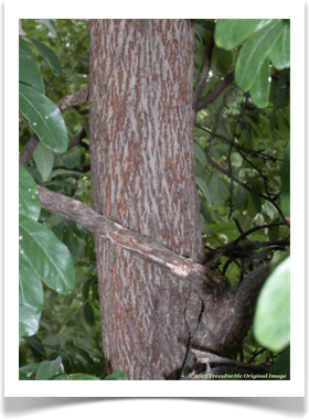 Sideroxylon lanuginosum ssp. oblongifolium, Chittamwood, young trunk