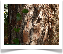 Pinus elliottii bark