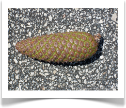 Immature slash pine cone