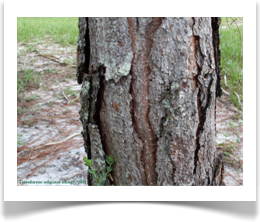 Slash pine bark