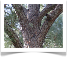 Slash pine tree