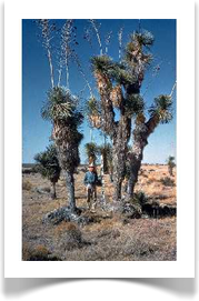 Yucca elata, Soaptree yucca, mature