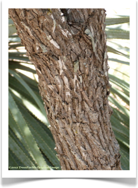 Sophora secundiflora, Texas mountain laurel, bark example