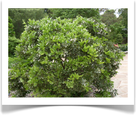 Bushy Sophora secundiflora, Texas mountain laurel